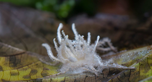 Funghi zombie in Messico: sei nuove specie di Ophiocordyceps